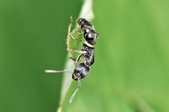 Ectomomyrmex javanus