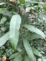 Vernonia gigantea