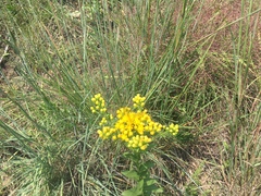 Solidago rigida humilis