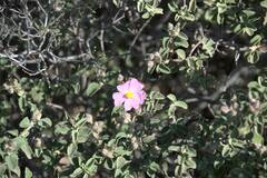Cistus parviflorus