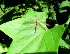 Tipula fulvipennis