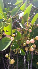 Cordia dichotoma