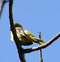Icterus spurius