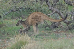 Macropus fuliginosus