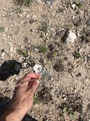 Acleisanthes longiflora