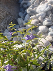 Scutellaria scordifolia