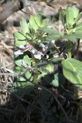 Vicia faba