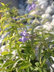 Scutellaria scordifolia