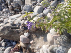 Scutellaria scordifolia
