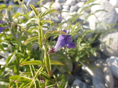 Scutellaria scordifolia