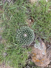 Mammillaria uncinata