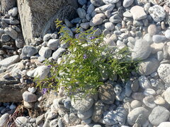 Scutellaria scordifolia