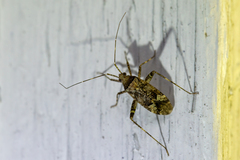 Phytocoris