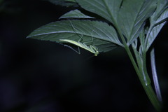 Tropidomantis gressitti