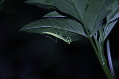 Tropidomantis gressitti