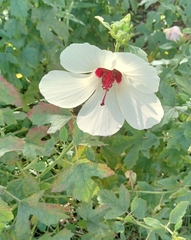 Hibiscus aculeatus