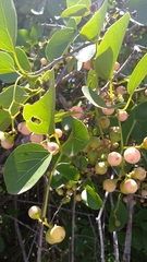 Cordia dichotoma