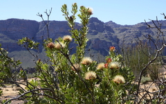Protea glabra