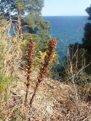 Orobanche coerulescens