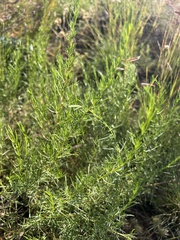 Artemisia dracunculus