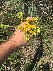 Solidago rigida humilis