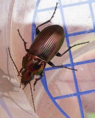 Poecilus versicolor