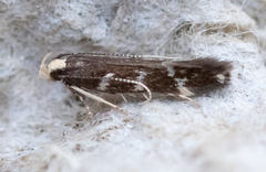 Eulamprotes wilkella