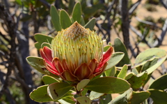 Protea glabra