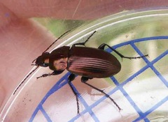 Poecilus versicolor