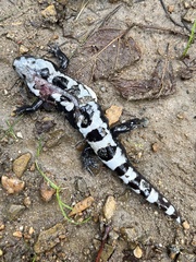 Ambystoma opacum
