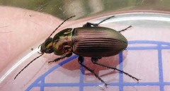 Poecilus versicolor