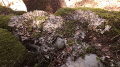 Peltigera praetextata