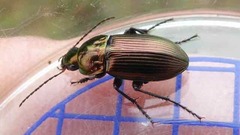 Poecilus versicolor