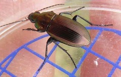 Poecilus versicolor