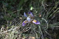 Iris unguicularis cretensis