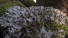 Peltigera praetextata