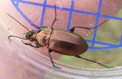Poecilus versicolor