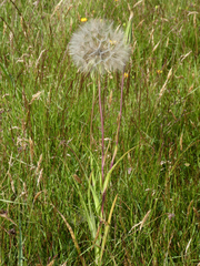 Tragopogon pratensis