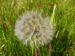 Tragopogon pratensis