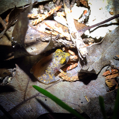 Eleutherodactylus marnockii