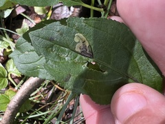 Stigmella rhamnicola