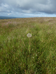 Tragopogon pratensis