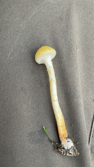 Leratiomyces percevalii