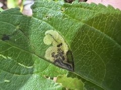 Stigmella rhamnicola