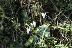 Cyclamen creticum