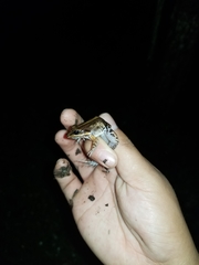 Leptodactylus albilabris