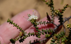 Macrostylis squarrosa