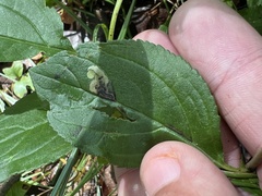 Stigmella rhamnicola