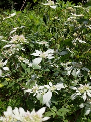 Pycnanthemum albescens