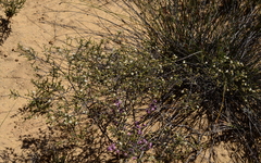 Macrostylis squarrosa